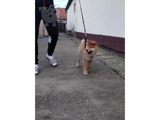 Shiba inu